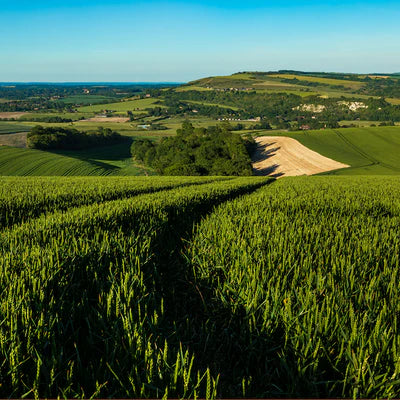 South Downs Way 156 km / 3 Days - Winchester to Eastbourne